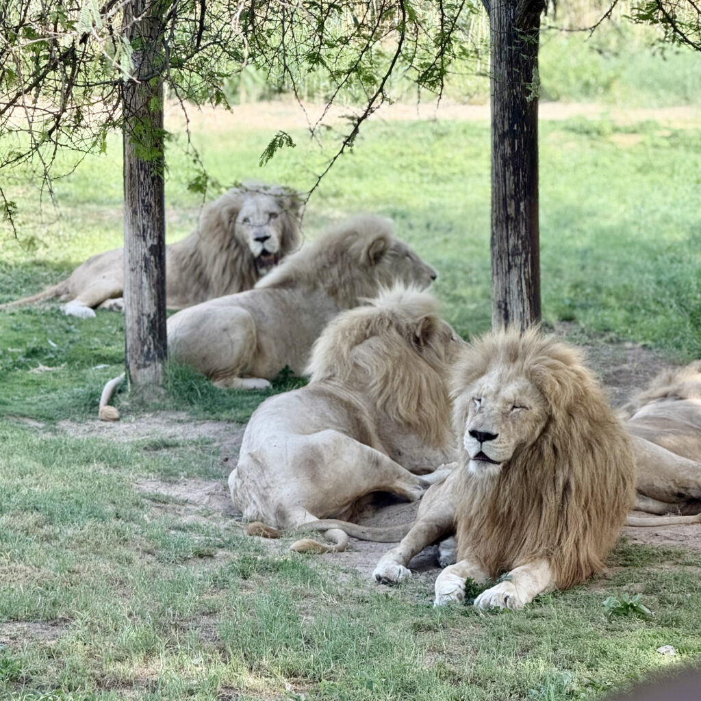 Dubai Safari Park